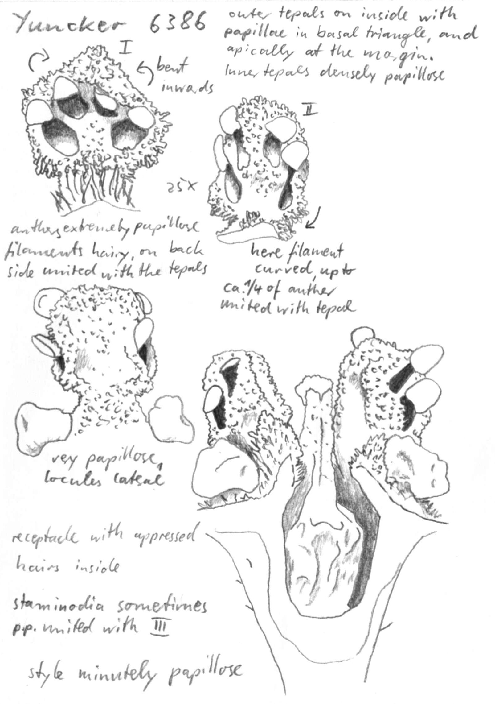 Vorschaubild Ocotea rhytidotricha Rohwer